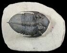Zlichovaspis Trilobite - Lghaft, Morocco #50553-1